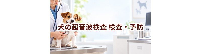犬の超音波検査はいつ受ける？受診前に知っておきたいこと