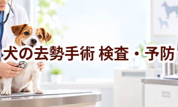 犬の去勢手術はいつ受ける？受診前に知っておきたいこと