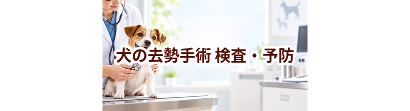 犬の去勢手術はいつ受ける？受診前に知っておきたいこと