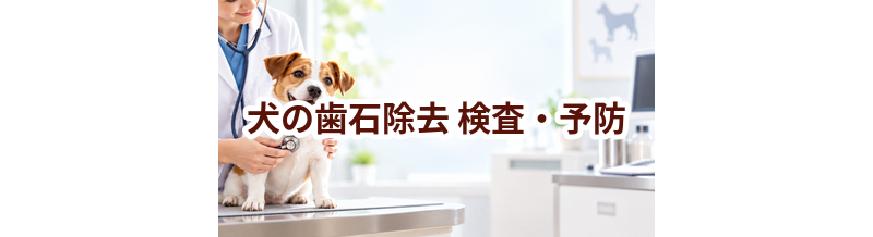 犬の歯石除去はいつ受ける？受診前に知っておきたいこと