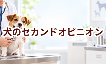 犬のセカンドオピニオンとは？受けるときの準備と費用