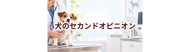 犬のセカンドオピニオンとは？受けるときの準備と費用