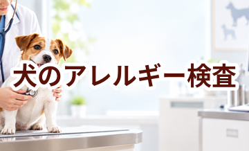 犬のアレルギー検査はいくら？内容・頻度・費用の考え方