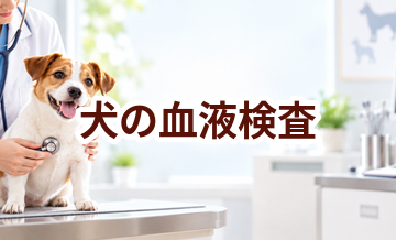 犬の血液検査はいくら？内容・頻度・費用の考え方