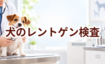 犬のレントゲン検査はいくら？内容・頻度・費用の考え方