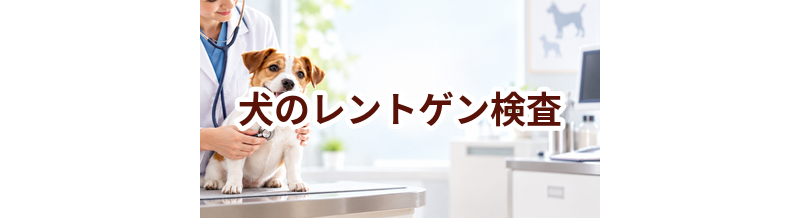 犬のレントゲン検査はいくら？内容・頻度・費用の考え方