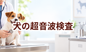 犬の超音波検査はいくら？内容・頻度・費用の考え方