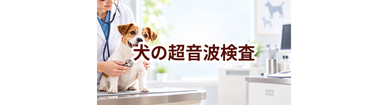 犬の超音波検査はいくら？内容・頻度・費用の考え方