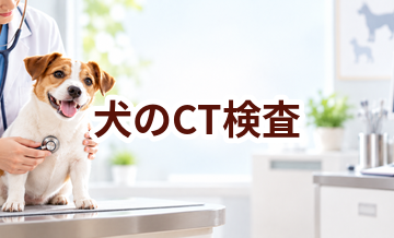 犬のCT検査はいくら？内容・頻度・費用の考え方