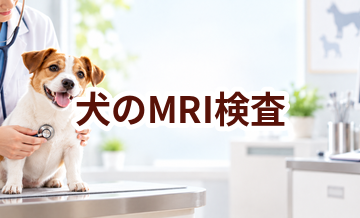 犬のMRI検査はいくら？内容・頻度・費用の考え方