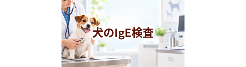 犬のIgE検査はいくら？内容・頻度・費用の考え方