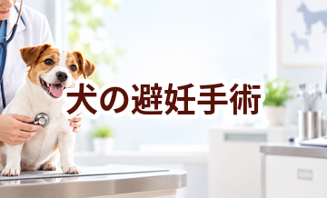 犬の避妊手術はいくら？内容・頻度・費用の考え方