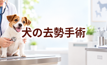 犬の去勢手術はいくら？内容・頻度・費用の考え方