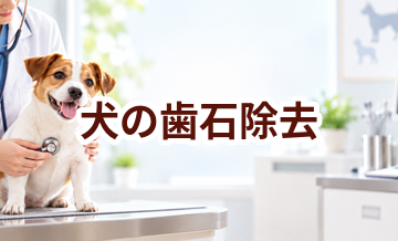 犬の歯石除去はいくら？内容・頻度・費用の考え方