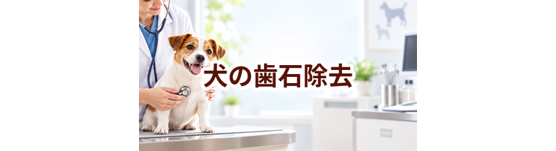 犬の歯石除去はいくら？内容・頻度・費用の考え方