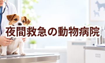 夜間救急の動物病院はいくら？受診前に確認しておきたい費用