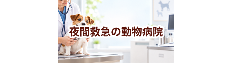 夜間救急の動物病院はいくら？受診前に確認しておきたい費用