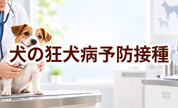 犬の狂犬病予防接種はいくら？内容・頻度・費用の考え方