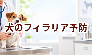 犬のフィラリア予防はいくら？内容・頻度・費用の考え方