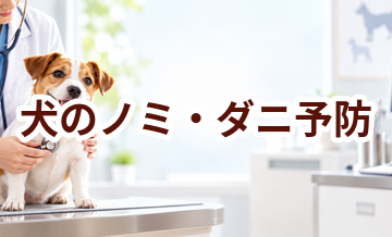 犬のノミ・ダニ予防はいくら？内容・頻度・費用の考え方