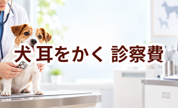 犬が耳をかくときの診察費はいくら？検査・治療費を考えるときの目安