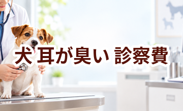 犬が耳が臭いときの診察費はいくら？検査・治療費を考えるときの目安