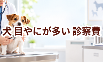 犬が目やにが多いときの診察費はいくら？検査・治療費を考えるときの目安
