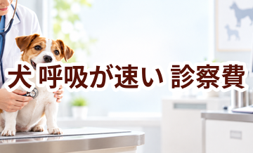 犬が呼吸が速いときの診察費はいくら？検査・治療費を考えるときの目安