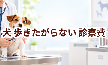 犬が歩きたがらないときの診察費はいくら？検査・治療費を考えるときの目安
