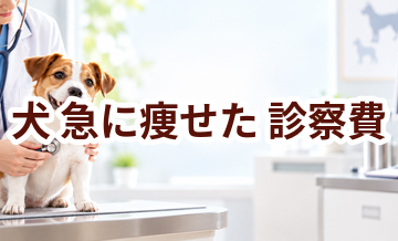 犬が急に痩せたときの診察費はいくら？検査・治療費を考えるときの目安