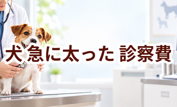 犬が急に太ったときの診察費はいくら？検査・治療費を考えるときの目安