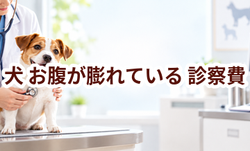 犬がお腹が膨れているときの診察費はいくら？検査・治療費を考えるときの目安