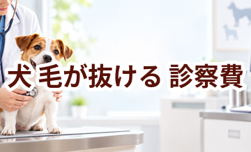 犬が毛が抜けるときの診察費はいくら？検査・治療費を考えるときの目安