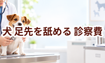 犬が足先を舐めるときの診察費はいくら？検査・治療費を考えるときの目安
