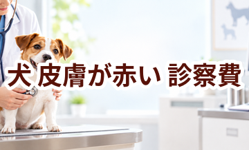犬が皮膚が赤いときの診察費はいくら？検査・治療費を考えるときの目安