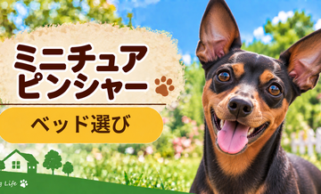 ミニチュアピンシャーのベッド選び｜体格・季節・洗いやすさで比較