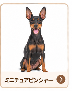 ミニチュアピンシャー