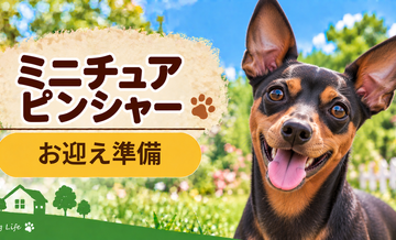 ミニチュアピンシャーを迎えるときに必要なもの｜サイズ選びと初期費用