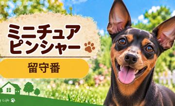 ミニチュアピンシャーの留守番環境を整える｜安全対策と便利グッズ