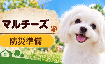 マルチーズの防災準備｜避難時に必要な用品と持ち出しリスト