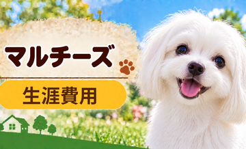 マルチーズの生涯費用はいくら？子犬からシニアまで長期で考える