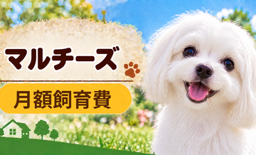 マルチーズの飼育費は月いくら？食費・日用品・保険料を家計シミュレーション
