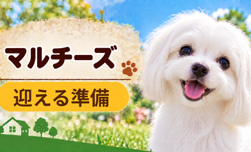 マルチーズを迎えるときに必要なもの｜サイズ選びと初期費用