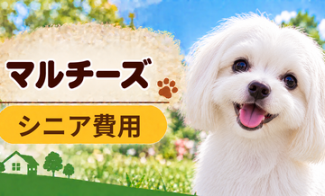 シニア期のマルチーズにかかる費用｜食事・医療・介護の準備