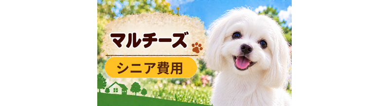 シニア期のマルチーズにかかる費用｜食事・医療・介護の準備