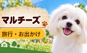マルチーズと旅行するときの持ち物｜移動・宿泊で役立つ犬用品