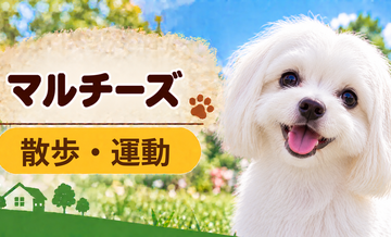 マルチーズの散歩時間はどのくらい？運動量と毎日の暮らし方