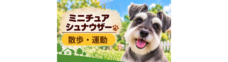 ミニチュアシュナウザーの散歩時間はどのくらい？運動量と毎日の暮らし方