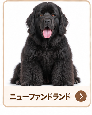 ニューファンドランド