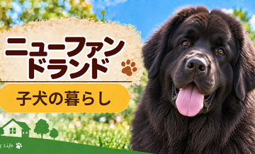 ニューファンドランドの子犬を迎えた1週間でやること｜食事・トイレ・生活環境